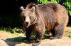 Brown bear in Poland